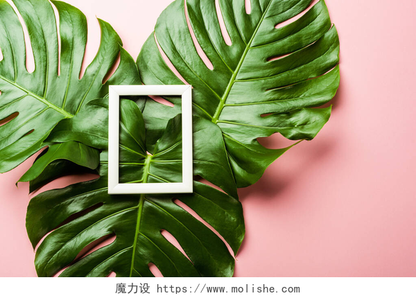 粉色背景上的新鲜绿色棕榈叶植物粉色背景的新鲜绿色棕榈叶和正方形框架的顶部视图
